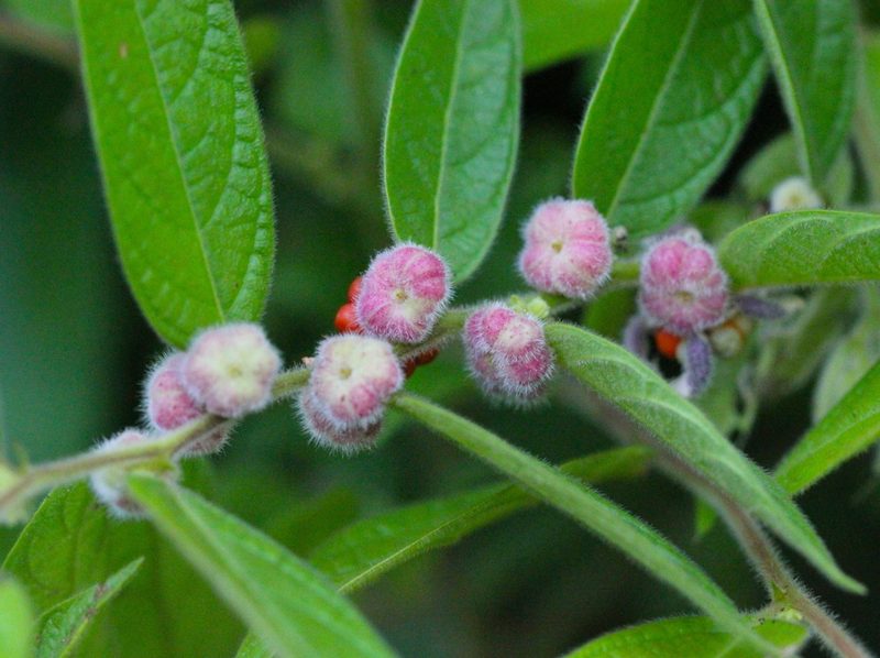 Glochidion eriocarpum, photographed by Agnes Trekker