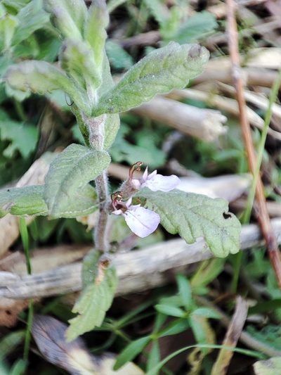 Teucrium scordium, photographed by Igor Balashov