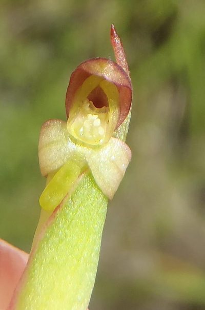Disa densiflora, photographed by Nicola van Berkel