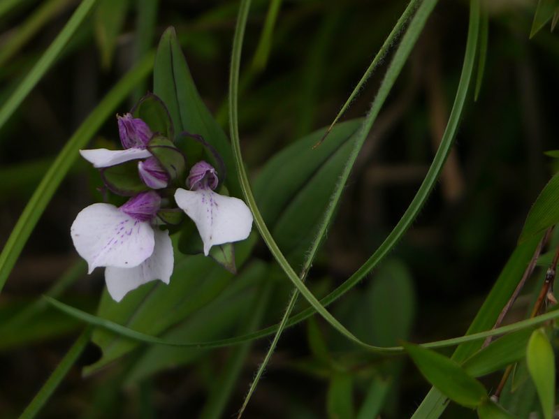 Brachycorythis wightii, photographed by Dinesh Valke
