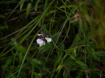 Brachycorythis wightii, photographed by Dinesh Valke