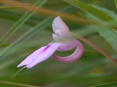 Impatiens brevicornis, photographed by Dinesh Valke