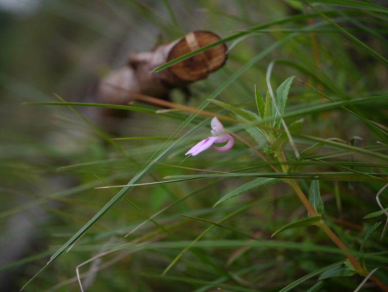 Impatiens brevicornis, photographed by Dinesh Valke