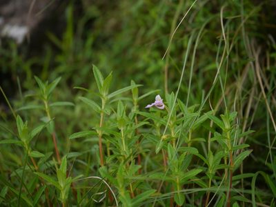 Impatiens brevicornis, photographed by Dinesh Valke