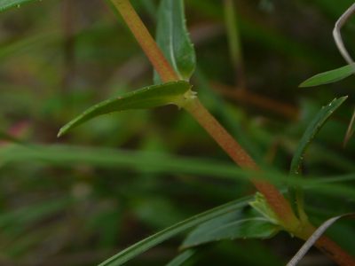 Impatiens brevicornis, photographed by Dinesh Valke
