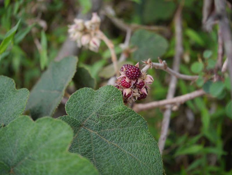 Rubus indicus, photographed by Dinesh Valke