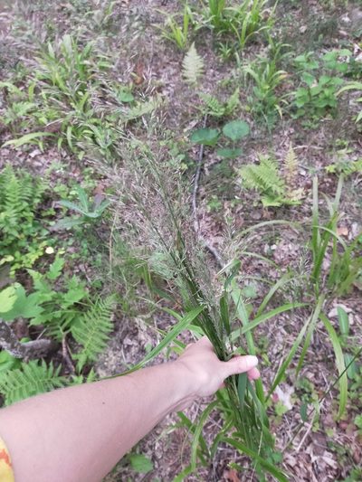 Calamagrostis arundinacea, photographed by Viola Alekseeva
