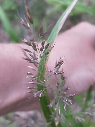 Calamagrostis arundinacea, photographed by Viola Alekseeva