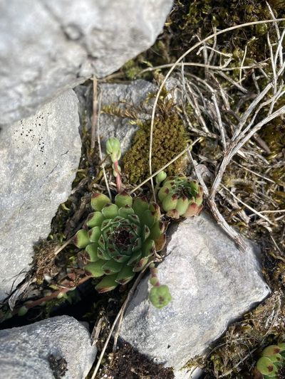 Sempervivum vicentei, photographed by Marc Riera