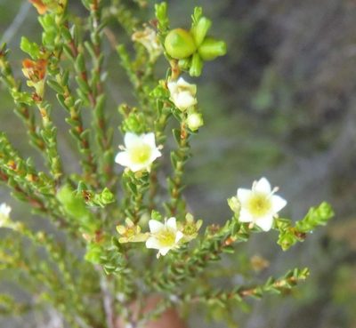 Diosma prama, photographed by Nicola van Berkel