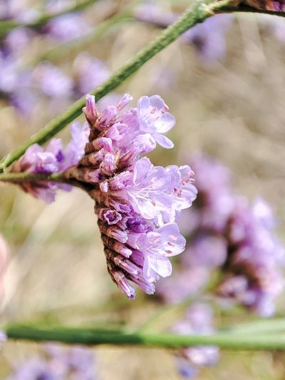 Limonium alutaceum, photographed by Igor Balashov