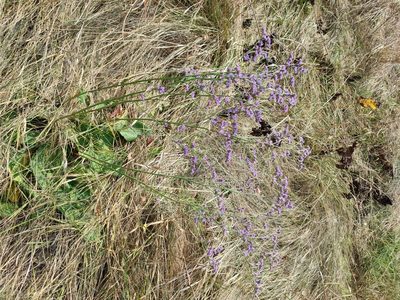 Limonium alutaceum, photographed by Igor Balashov
