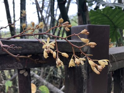 Erythrorchis altissima, photographed by Cheng-Tao Lin