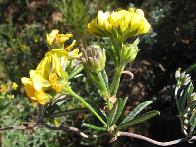 Rhynchosia chrysoscias, photographed by douglaseustonbrown