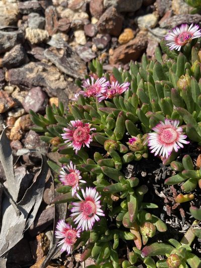 Acrodon parvifolius, photographed by Sean Privett