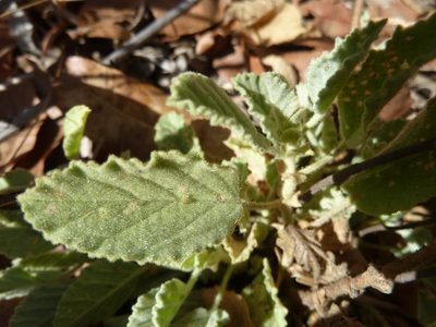 Hermannia burkei, photographed by M Kriek