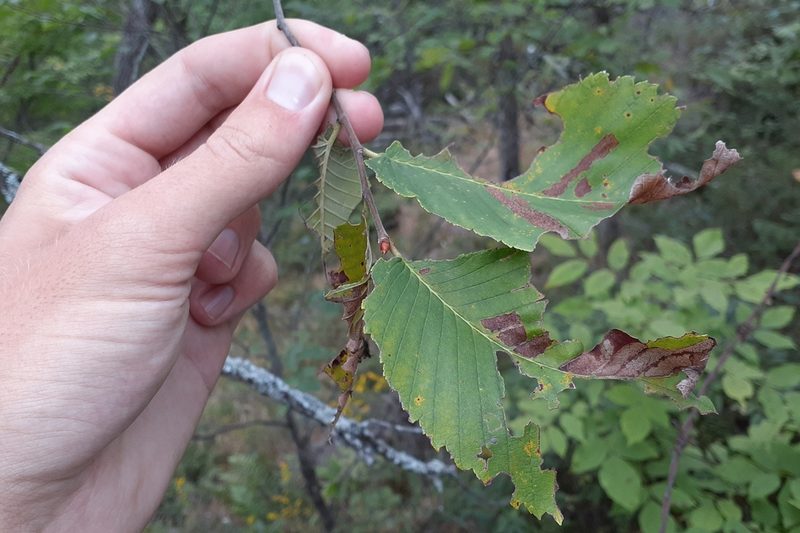 Ulmus thomasii, photographed by Quinten Wiegersma