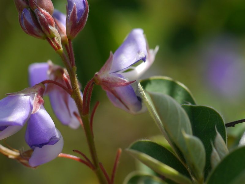Grona ferruginea, photographed by Dinesh Valke