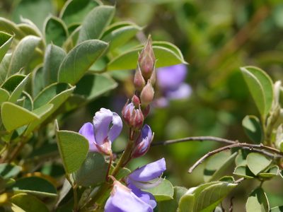 Grona ferruginea, photographed by Dinesh Valke