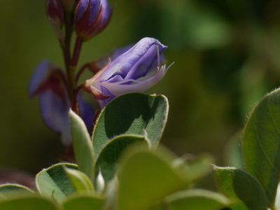 Grona ferruginea, photographed by Dinesh Valke