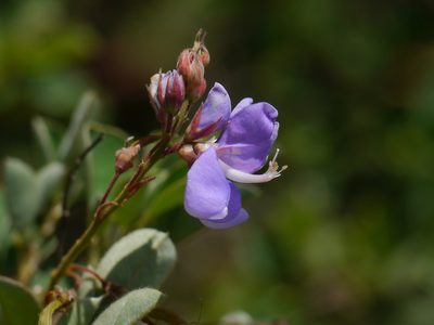 Grona ferruginea, photographed by Dinesh Valke