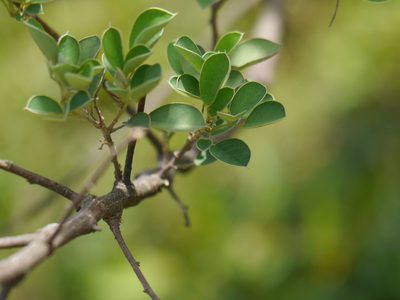 Grona ferruginea, photographed by Dinesh Valke