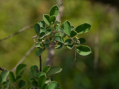 Grona ferruginea, photographed by Dinesh Valke
