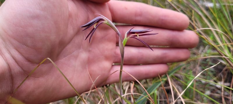 Lyperanthus suaveolens, photographed by Eamonn Culhane
