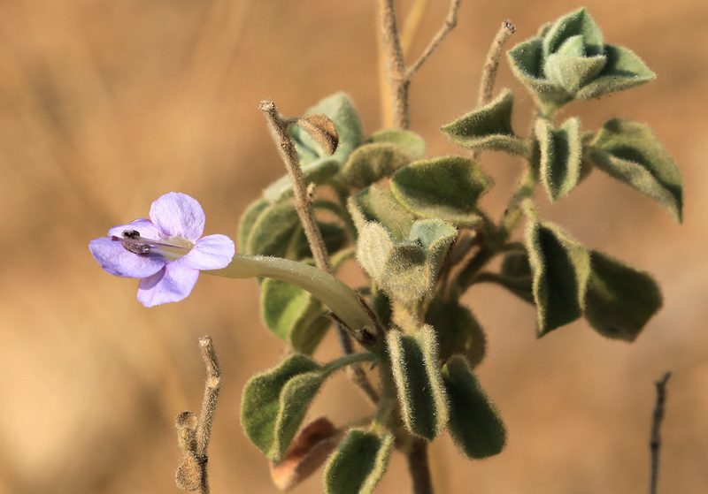 Barleria heterotricha, photographed by Wynand Uys