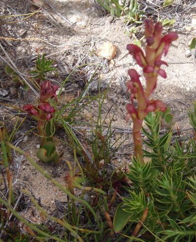 Disa bolusiana, photographed by Nicola van Berkel