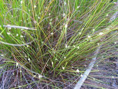 Ficinia minutiflora, photographed by douglaseustonbrown