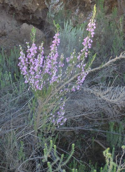 Erica newdigateae, photographed by Nicola van Berkel