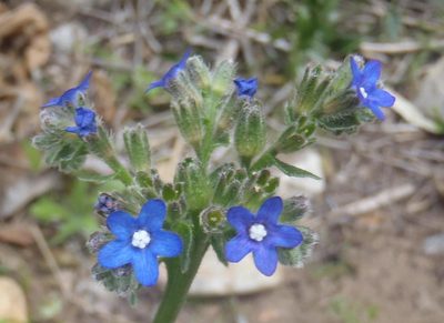 Anchusa capensis, photographed by Nicola van Berkel
