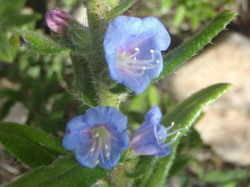 Lobostemon stachydeus, photographed by Nicola van Berkel