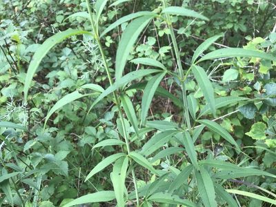Coreopsis tripteris, photographed by Rae Bosley