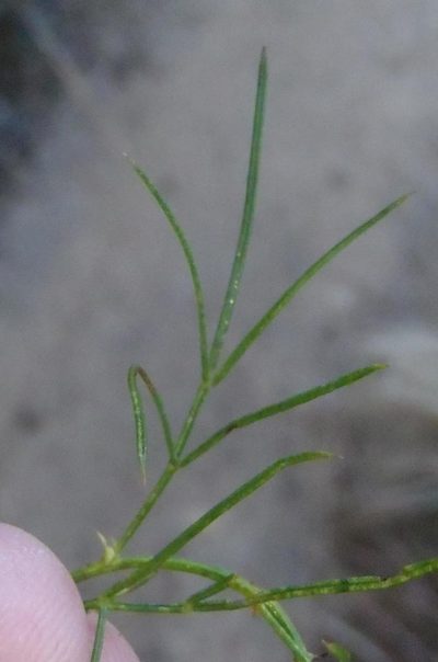 Psoralea montana, photographed by Nicola van Berkel