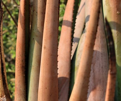 Aloe lutescens