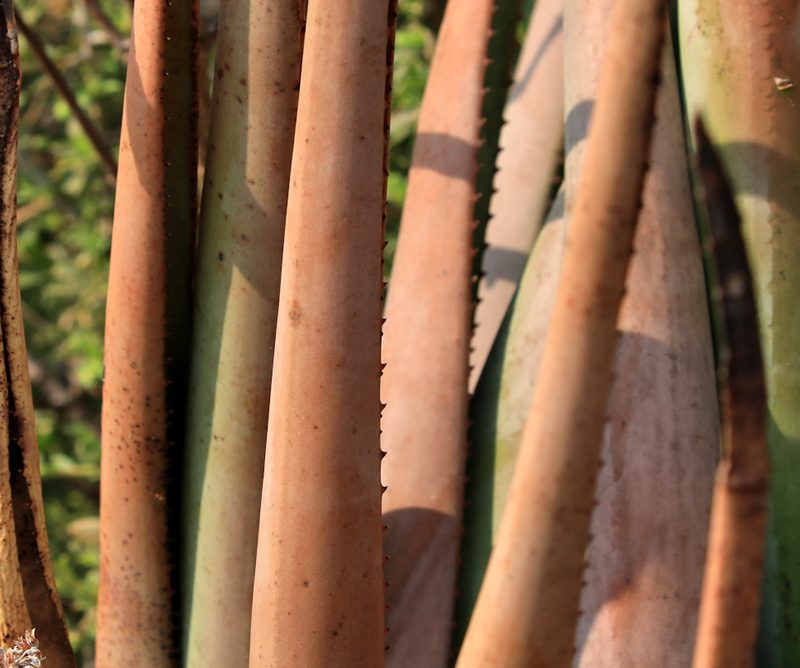 Aloe lutescens, photographed by Wynand Uys