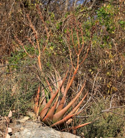Aloe lutescens, photographed by Wynand Uys