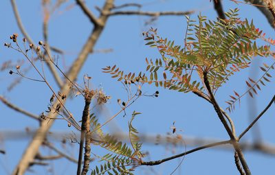 Kirkia wilmsii, photographed by Wynand Uys