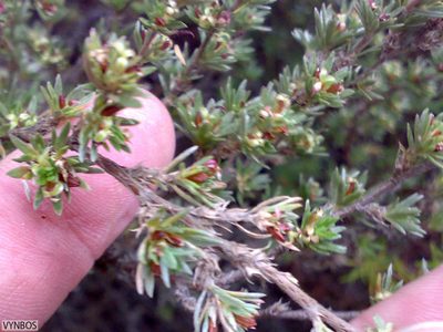 Cliffortia sericea, photographed by Chris Vynbos