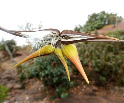 Cryptolepis cryptolepioides, photographed by M Kriek