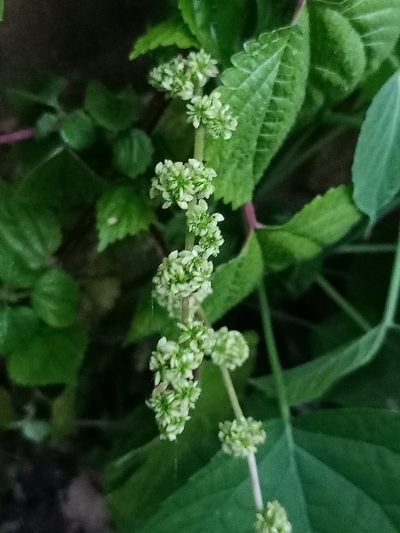 Laportea interrupta, photographed by Pranav Chandra Bose