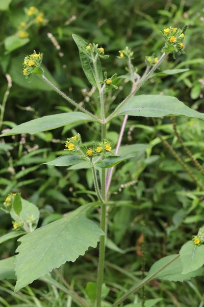 Sigesbeckia pubescens, photographed by Nina Filippova