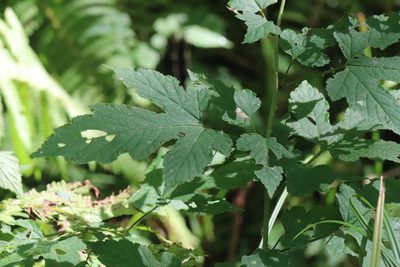 Rubus crataegifolius, photographed by Nina Filippova