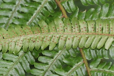 Dryopteris crassirhizoma, photographed by Nina Filippova