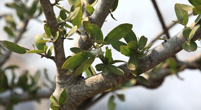 Elaeodendron transvaalense, photographed by Wynand Uys