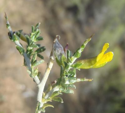 Melolobium candicans, photographed by Nicola van Berkel