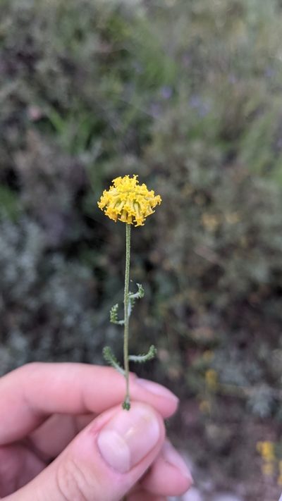 Santolina chamaecyparissus, photographed by Javier Eusamio