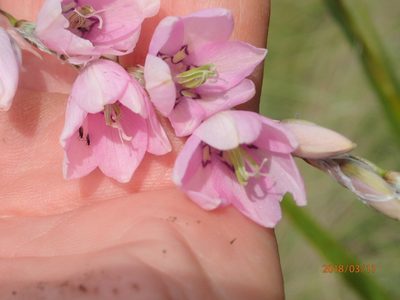 Dierama latifolium, photographed by Peter Warren